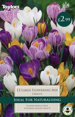 Crocus Mixed 7-8