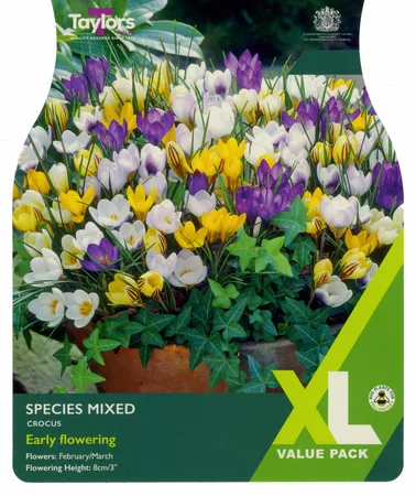 Crocus Mixed Species 5-7 Xl