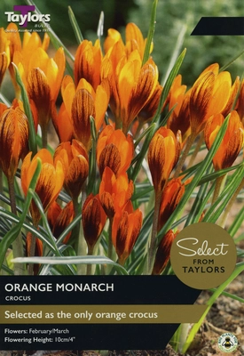 Crocus Orange Monarch SE 5up