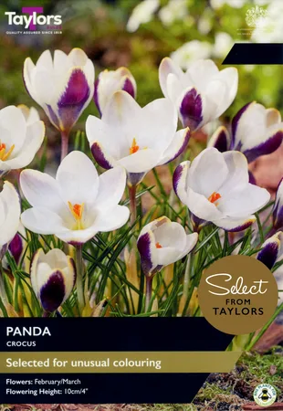 Crocus Panda SE