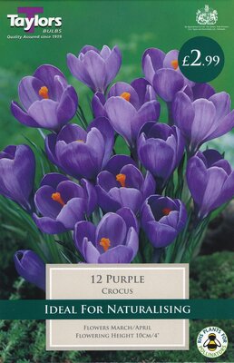 Crocus Purple                 7-8