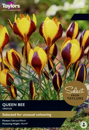 Crocus Queen Bee SE
