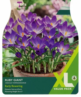 Crocus Ruby Giant 5-7