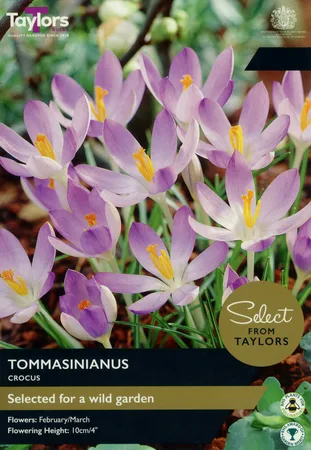 Crocus Tommasinianus SE 5up