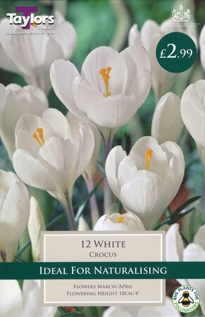 Crocus White                  7-8