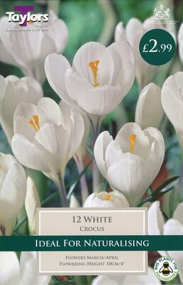 Crocus White                  7-8