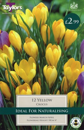 Crocus Yellow                 7-8