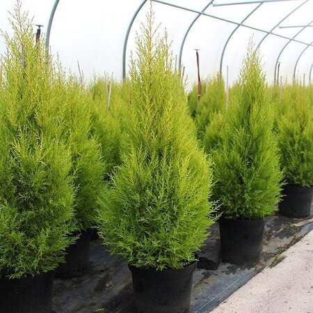 Cupressus m. (Goldcrest) 'Wilma'  P21