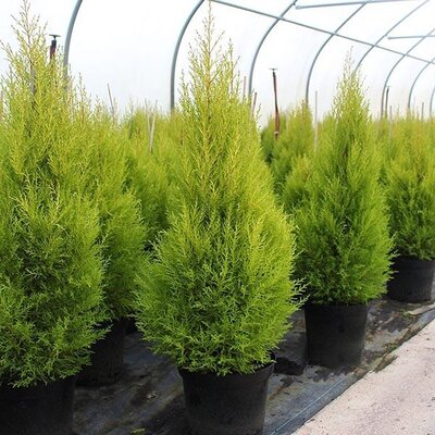 Cupressus m. (Goldcrest) 'Wilma' P21