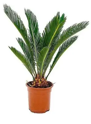 Cycas palm in plastic pot green - h150xd100cm