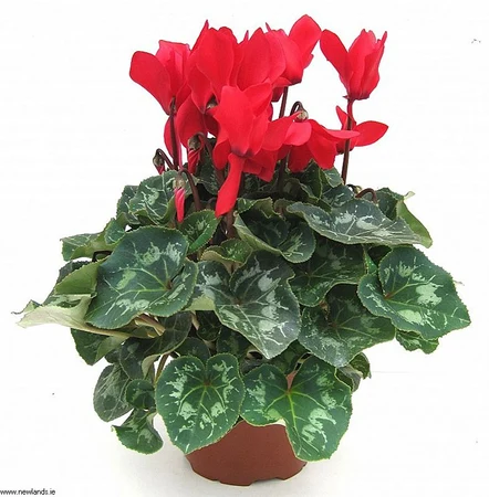 Cyclamen Large