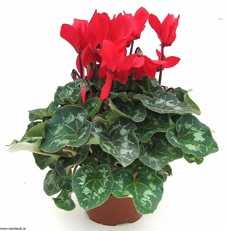 Cyclamen Mini 3 for €10 - Jones Garden Centre