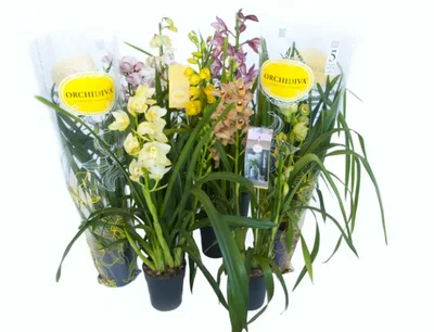Cymbidium 'Pico Bello' mix P14 - 2 stem