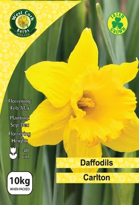 Daffodil Carlton 10kg