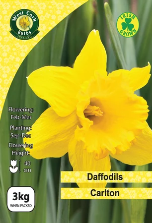 Daffodil Carlton 3kg