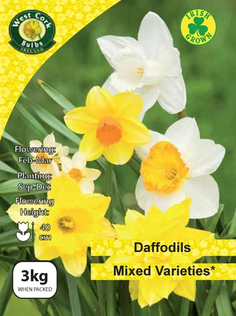 Daffodil Mixed 3kg