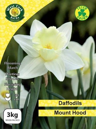 Daffodil Mount Hood 3kg