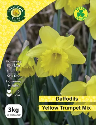 Daffodil Yellow Trumpet Mixed 3kg