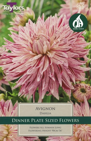 Dahlia Avignon I P/P