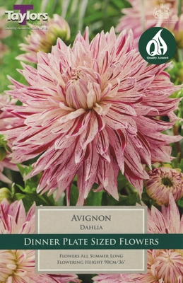 Dahlia Avignon I P/P