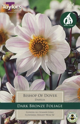 Dahlia Bishop Of Dover I Pre-Pack