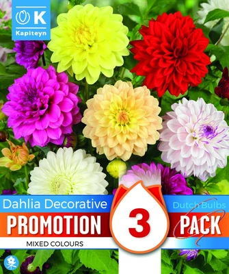Dahlia Decorative Mix
