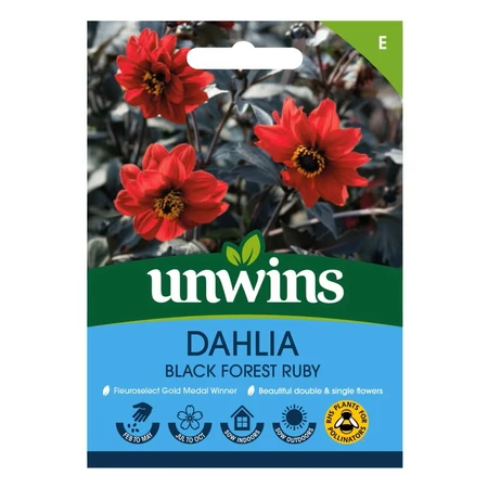 Dahlia Pinnata Black Forest Ruby