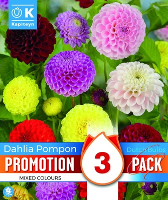 Dahlia Pompon Mix