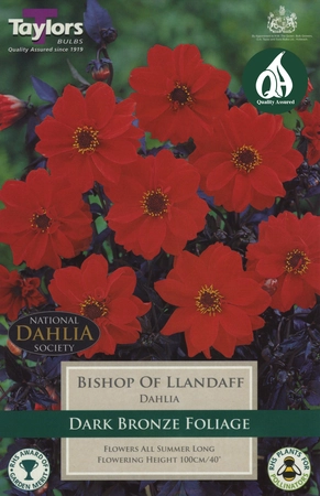 Dark Bronze Dahlia Bishop Of Llandaff