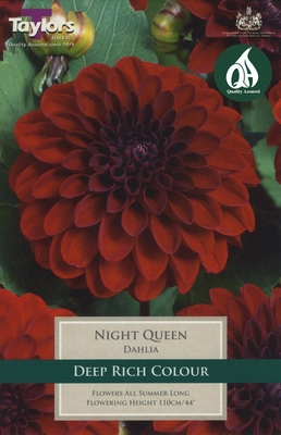 Decorative Dahlia Night Queen