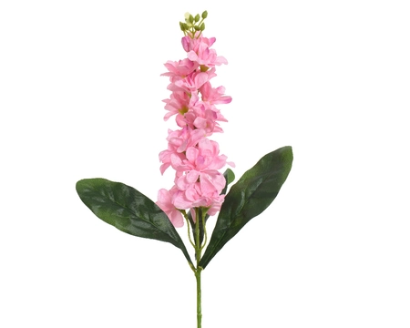 Delphinium Pink - image 1