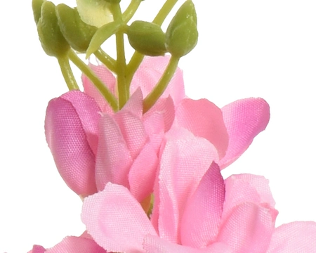 Delphinium Pink - image 2