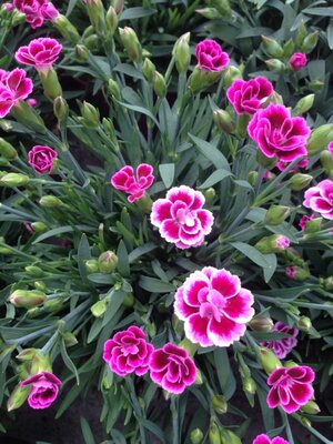 Dianthus Carnations 10.5cm