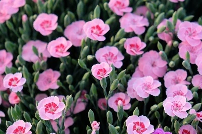 Dianthus Peach Party 1Litre