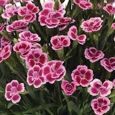 Dianthus 'Pink Kisses'  P17, pink pot