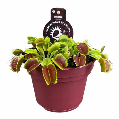Dionaea muscipula 'Venus Flytrap'  P12