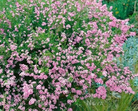 Diosma Pink Fountain Rp 3Lt