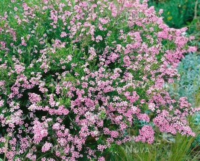 Diosma Pink Fountain Rp 3Lt