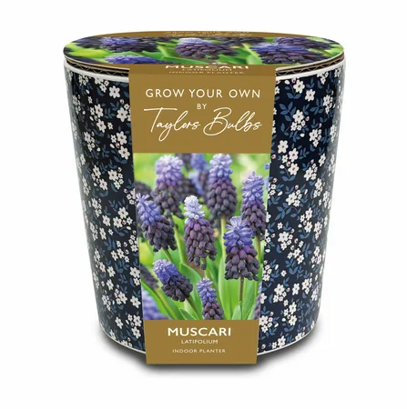 Ditsy Blue Floral Muscari Planter