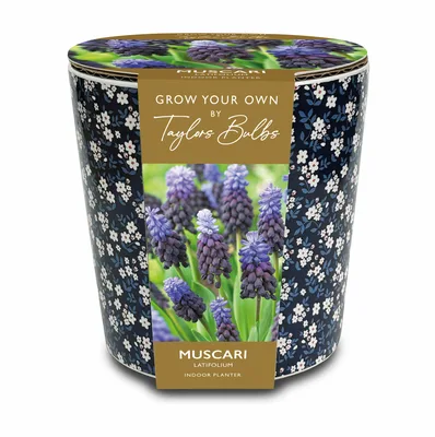 Ditsy Blue Floral Muscari Planter