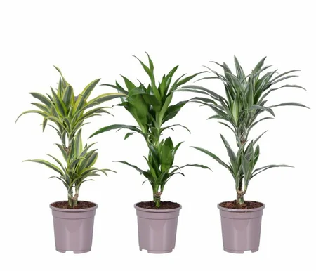 Dracaena deremensis mix  P1730+10 stem