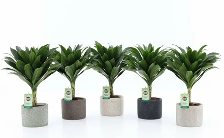 Dracaena frag. 'Janet Craig Compacta' Stone pot 13 cm