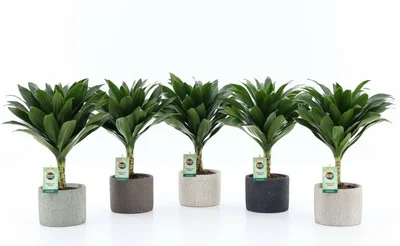 Dracaena frag. 'Janet Craig Compacta'  Stone pot 13 cm