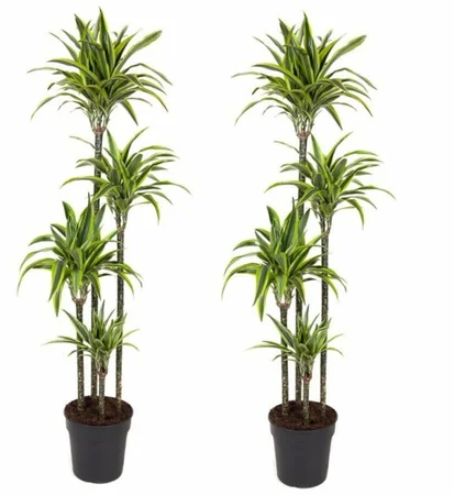 Dracaena frag. 'Lemon Lime' P27120+90+60+30 stem