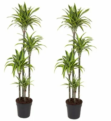 Dracaena frag. 'Lemon Lime'  P27120+90+60+30 stem