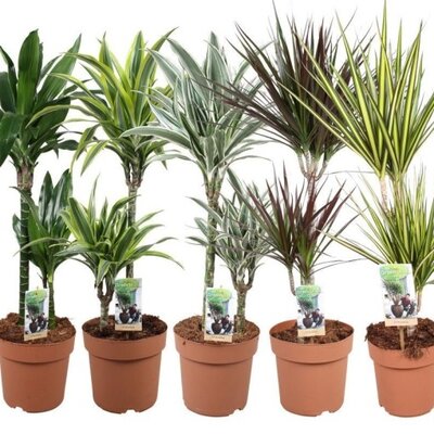 Dracaena fragans mix P2160+30+15 stem