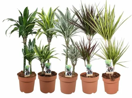 Dracaena 'Green Is' mix  P2145+15 stem