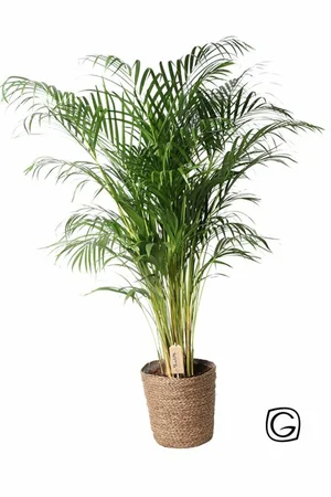 Dypsis lutescens (Areca)  P27, in natural basket