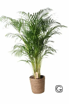 Dypsis lutescens (Areca)  P27, in natural basket