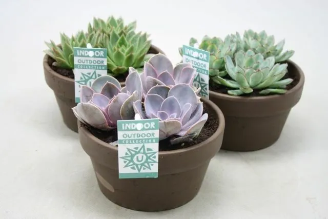 Coffret cadeau echeveria et ses caches-pots terracotta - Lot de 3 plantes